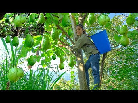 Harvesting agricultural products (chayote fruit), going to the market to sell agricultural products