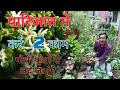 पारिजात या हरसिंगार में करे ये 2 काम और  पाए हज़ारो फूल। Night Flowering Jasmine  tips