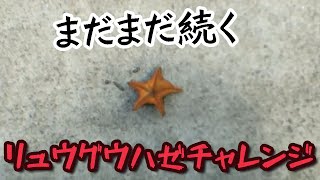 まだまだ終わらないぜ！リュウグウハゼチャレンジ！