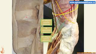 Tratamentul Herniei de disc fără operație 2./Ro