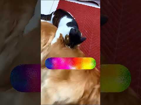 #vikramsarkar(Credit: @Zack D. Films)