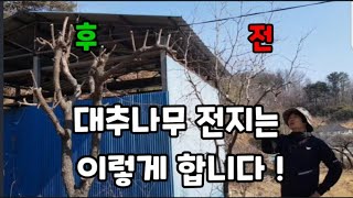 (봄 )전지 대추나무 전지 주렁주렁 가지가 찢어지게 열리게 하는방법 5분이면 ok! #대추나무전지하는방법 #…