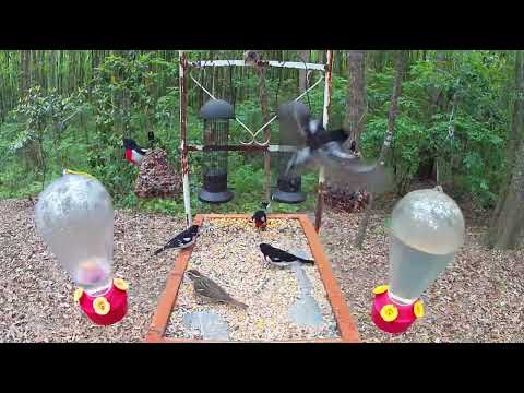 🐦 Birds Of Play 🎥 / Live Bird Feeder Cam