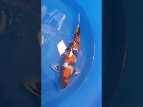 download lagu mp3 mp4 Showa 64, download mp3 Showa 64 free download, download mp3 Showa 64