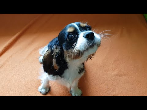 😂 Cute Barking, growling Puppy 🥰 Cavalier King Charles Spaniel