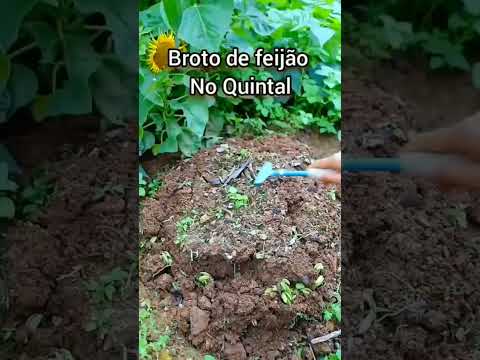 Dicas para plantar broto de feijão #hortanoquintal #vidanocampo