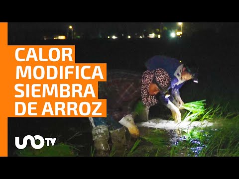 Vietnam: Calor extremo modifica siembra de arroz - UnoTV