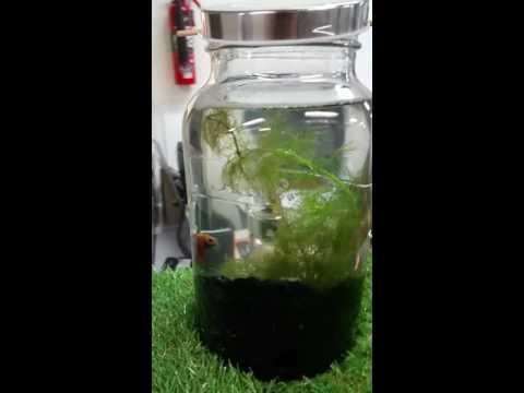 Betta fish tank - Low maintenance aquarium.