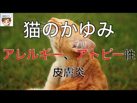 猫のアトピー性皮膚炎 - 症状と治療法