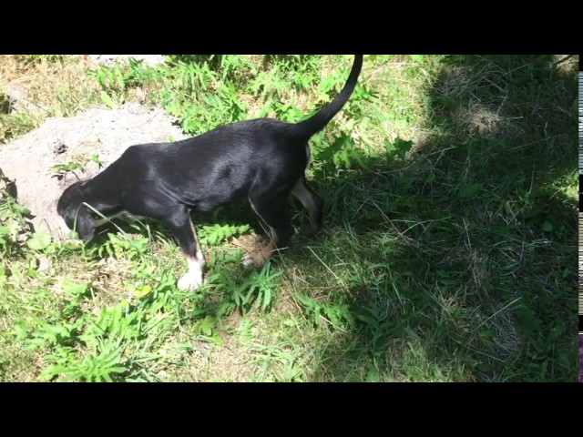 Transylvanian Hound puppy for sale