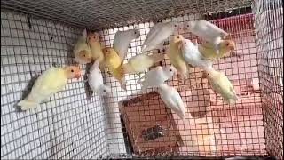 albino crimino pair