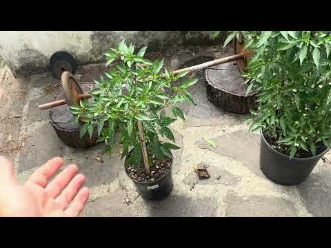 SemiStrani.it - ​​Diavolicchio Calabrese what happens if I put it in a 4.5 litre or 15 litre pot?