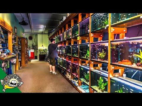 download lagu mp3 mp4 Fish Store, download lagu Fish Store gratis, unduh video klip Fish Store