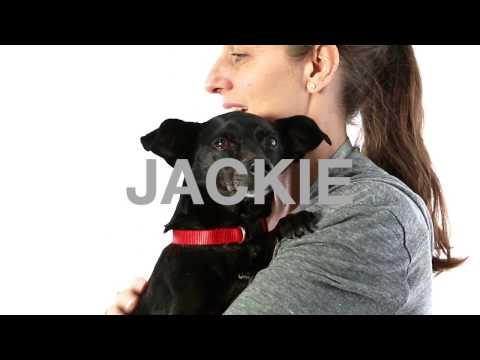 Jackie - I'm an easy dog!, an adopted Chihuahua & Beagle Mix in Pasadena, CA_image-1