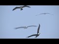 Rough Meadows Wildlife Sanctuary  / Ed Harcourt "You Put a Spell On Me"