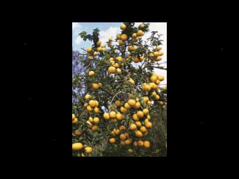 O Galho Da Limeira - Embolando no Oitão