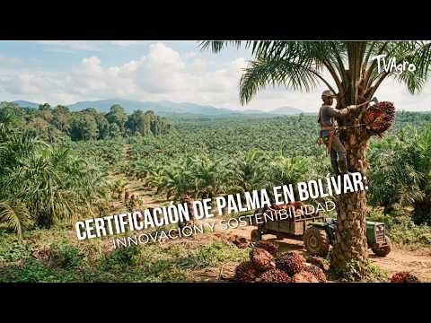 Certificación de Palma en Bolívar: Innovación y Sostenibilidad- TvAgro por Juan Gonzalo Angel