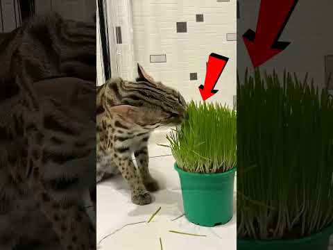 Dlaczego koty jedzą trawę skoro zaraz ją wymiotują? 🐱
