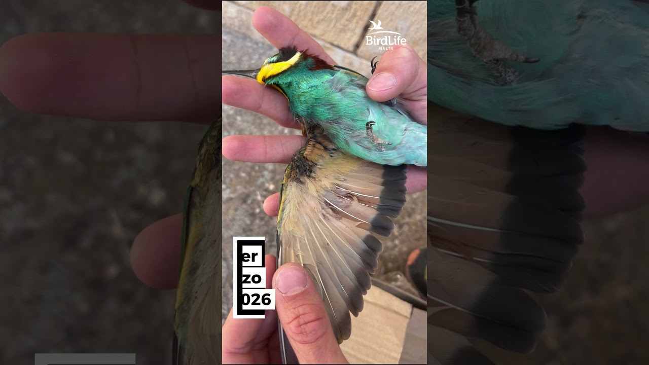 Spring hunting 2026: The birds that didn't make it to Europe
