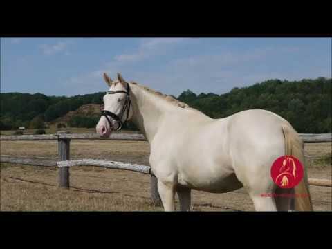 Verkaufspony: Clara - Juwel für Sport und Zucht