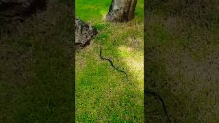 Download lagu Caribbean snake mp3