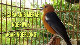 Download lagu 3 CARA ANIS MERAH NGERIWIK AGAR NGEPLONG mp3 Download lagu 3 CARA ANIS MERAH NGERIWIK AGAR NGEPLONG mp3
