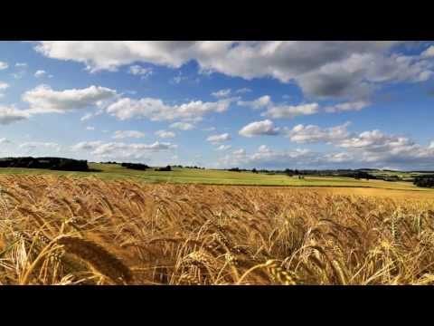 Flori si Stele - Bun Tata