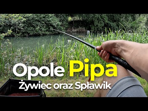 Opole Pipa - Testujemy miejscówkę, metoda spławikowa oraz żywiec. Ostatni letni zryw.