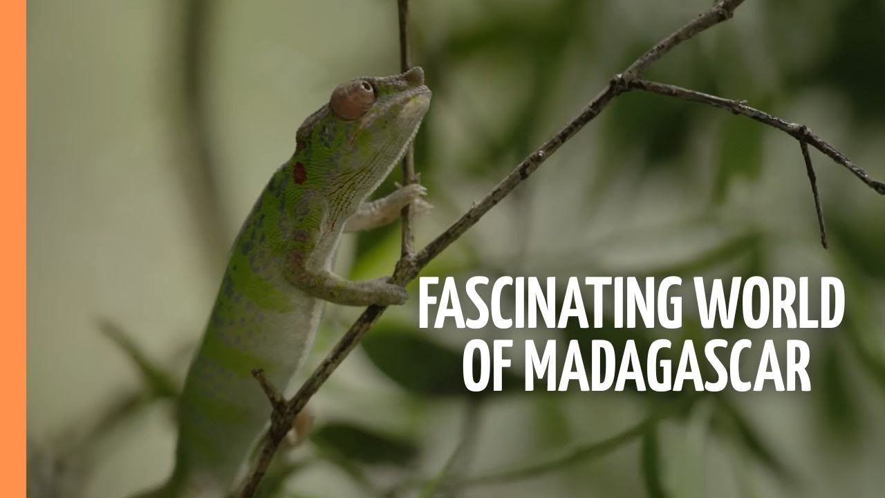 The Fascinating World of Madagascar - Where Weird Wildlife Thrives | Full Documentary