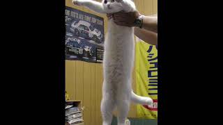 A Eulogy for Longcat (RIP 2002-2020)