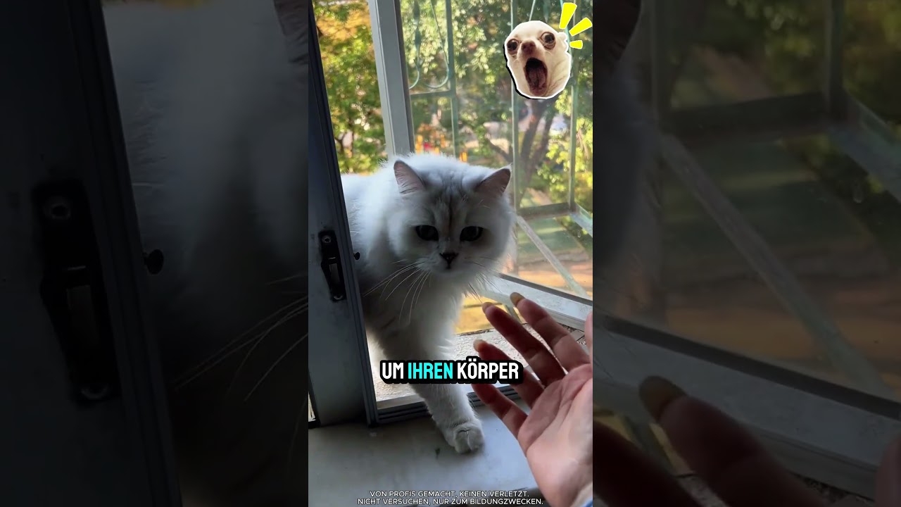 Katze in höchster Not – spektakuläre Rettung von Hochhauskante