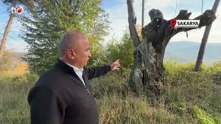 Maneviyat Merkeziydi, Otluk Alana Döndü Mezarlıktan Geriye Çürümüş Ağaç Kaldı