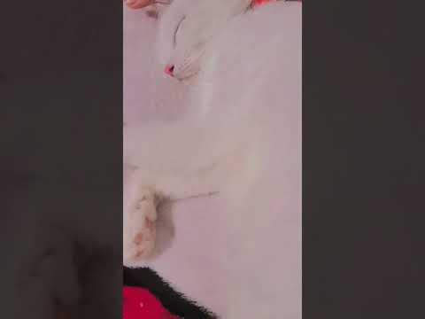 my cat breathing fast while sleeping😻
