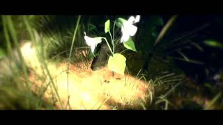 acacia - 隣町本舗 (Music Video)