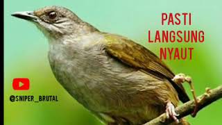 Download lagu SUARA PANCINGAN MERBAH MATA MERAH ,BAHAN !!!!!!! mp3 Download lagu SUARA PANCINGAN MERBAH MATA MERAH ,BAHAN !!!!!!! mp3