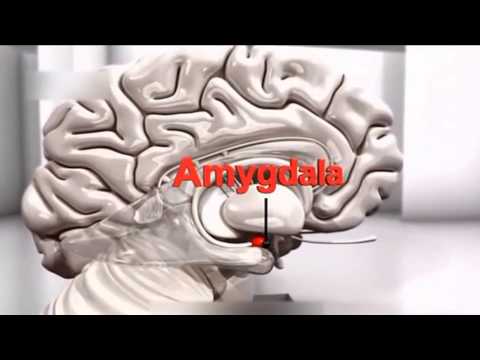 Jak oszukać umysł Dokumentalny