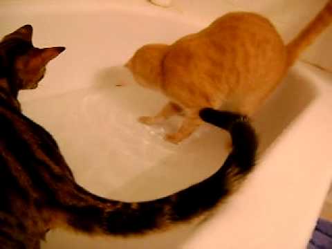 How to Teach Cats to Like Playing in The Water