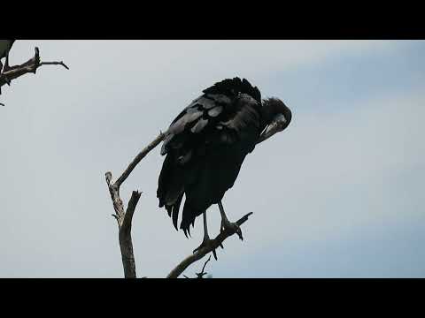 Abdim's Stork, Ciconia abdimii, Siyabuswa, South Africa, 3 Dec 2022 (3/3)