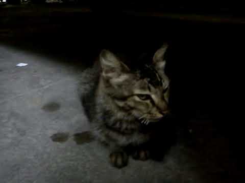 Rex very very angry after her moustache was trimmed