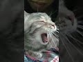 Sleepy Grey Tabby Cat Get A Kiss On Top Of Her Head Shorts