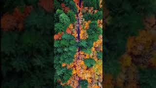 Drönare - Lite mer väg i skogen i Oregon i USA (#Shorts)