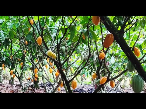 Características do Clone Cacau/FA13