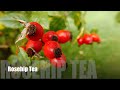 Rosehip Tea Taste Free Download Videos Mp3 and Mp4 Rosehip Tea Taste Free Download Videos Mp3 and Mp4