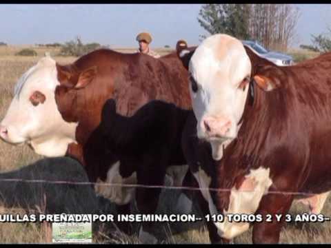 EL ROCIO DE COPRA REMATE EL 18 DE AGOSTO 2017 D