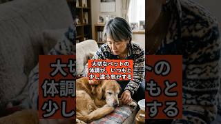 【必見】ペットの「いつもと違う」にパニックにならないために。10歳の猫の飼い主がAIに相談してみた結果…
