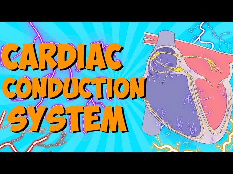 Elettrofisiologia cardiaca per principianti 🔥🤯