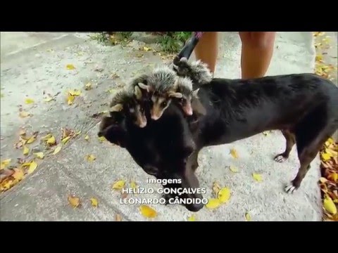 Cachorrinha adota filhotes órfãos de gambá