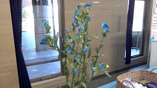 1月12日【びわ湖放送ニュース】草津市の花「アオバナ」を紹介