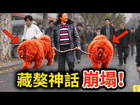 藏獒神話破滅！曾被喊到3000萬，如今虧到發瘋！揭開「藏獒王國」崩塌的內幕！