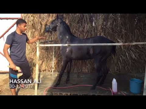 الإسم: أمير بن ثامر الجنادرية ابن اجا سنقالي